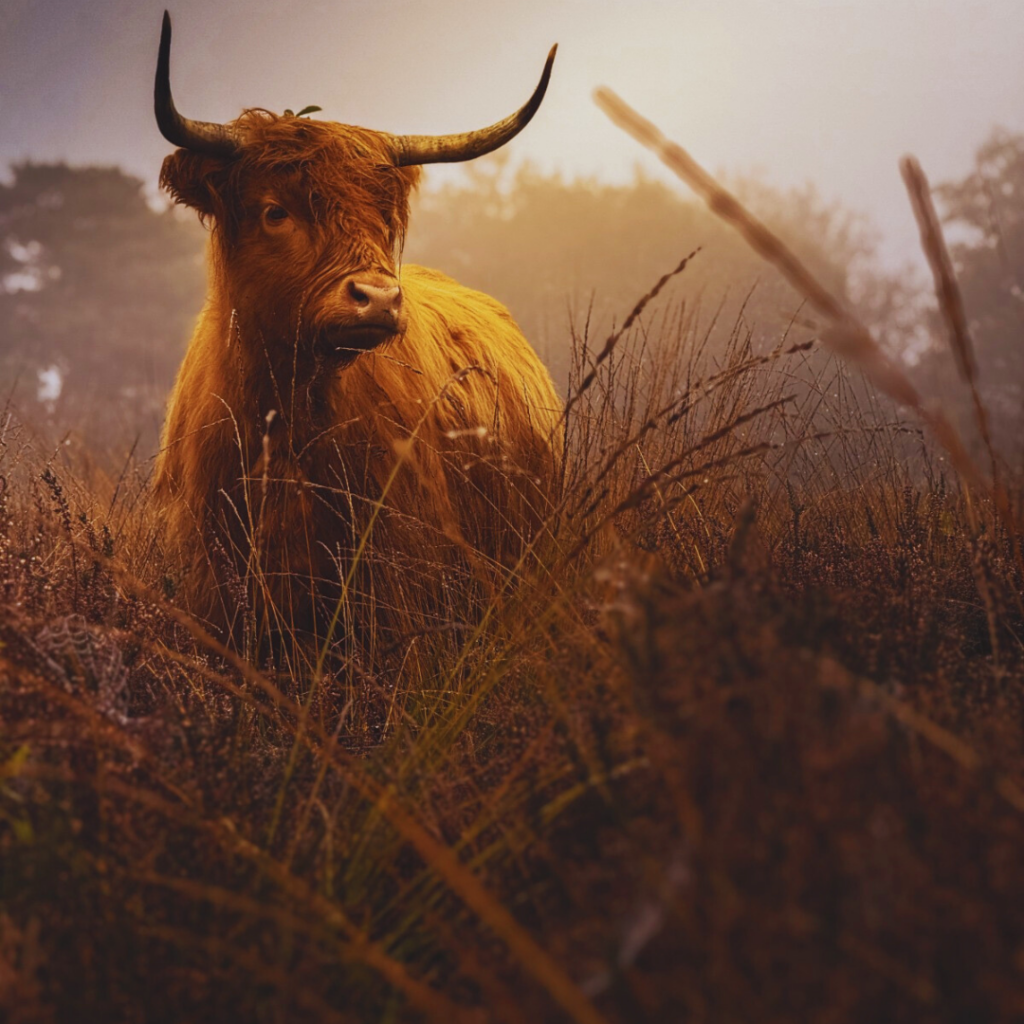 Schotse hooglander in natuurgebied.